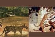 प्रसिद्धी,पुरस्कार मिळवून देखील दारिद्र्याने टायगर बॉय 'चेन्दरू'ची सोडली नाही पाठ