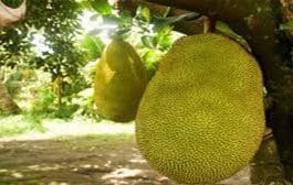 केरळात पिकला जगातील सर्वात मोठा फणस