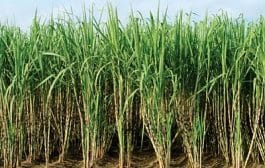महाराष्ट्रात होऊ शकते सर्वात मोठे साखर उत्पादन