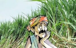 राज्यातील ४४ साखर कारखान्यांना साखर आयुक्तांनी काळ्या यादीत