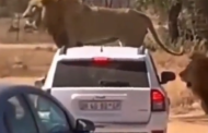 कार स्वार जंगलातून जात असताना समोरून आलेला भयानक सिंह, पुढे काय घडले पाहा व्हिडिओमध्ये