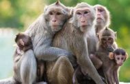 जागतिक माकड दिन : जाणून घ्या माकड आणि माणसातलं साम्य!