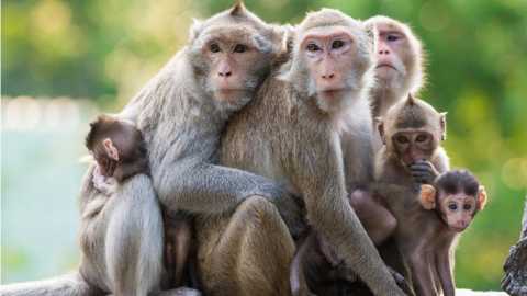 जागतिक माकड दिन : जाणून घ्या माकड आणि माणसातलं साम्य!