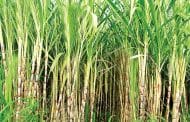 राज्यातील 43 साखर कारखान्यांना यंदाचा गाळप परवाना रोखला