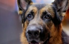 मध्यरात्री घराबाहेर कुत्री का भुंकतात,कारण जाणून तुम्ही थक्क व्हाल