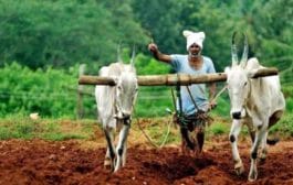 आधारकार्डप्रमाणेच शेतकऱ्यांना मिळणार ‘युनिक आयडेंटिटी कार्ड’