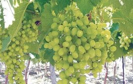 राज्यात ३१ हजार निर्यातक्षम द्राक्षबागांची नोंदणी; गतवर्षी २ लाख ४६ मे. टन द्राक्षनिर्यात