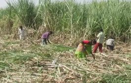 राज्यात ५४७ लाख मेट्रिक टन उसाचे गाळप,कोल्हापूर विभागाचा सर्वाधिक ११.१५ टक्के साखर उतारा