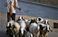 योजना । धनगर समाजाच्या विकासासाठीच्या विशेष योजना