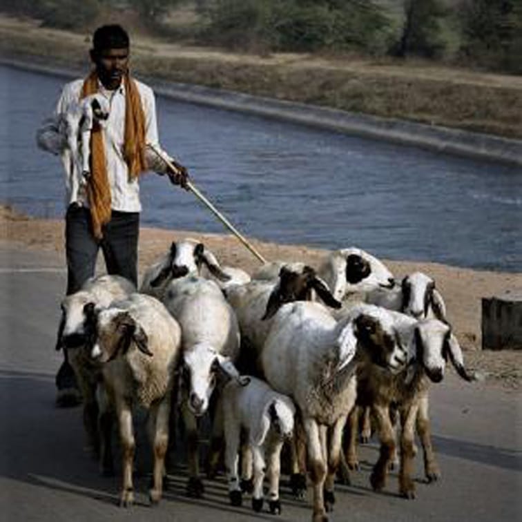 योजना । धनगर समाजाच्या विकासासाठीच्या विशेष योजना