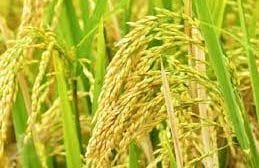 जवाहरलाल नेहरू कृषी विद्यापीठाने विकसित केली ओट्स,गहू तांदूळ,कारळ्याची नवीन वाणे