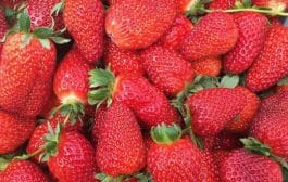 स्ट्रॉबेरी । चवीप्रमाणे आरोग्यासाठीही उत्तम