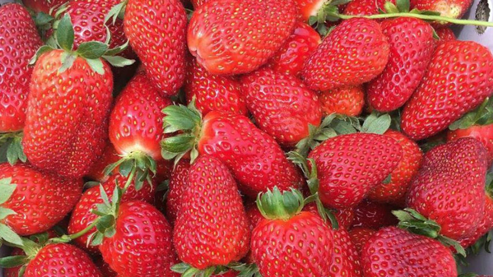 स्ट्रॉबेरी । चवीप्रमाणे आरोग्यासाठीही उत्तम