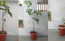 वास्तु शास्त्र | कंपाऊंडच्या आत ही झाडे लावा;सदैव आनंदी रहा