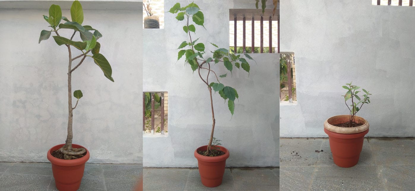 वास्तु शास्त्र | कंपाऊंडच्या आत ही झाडे लावा;सदैव आनंदी रहा