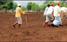 शेतकऱ्यांनो लगेच पेरणी करू नका - कृषी विभागाचे आवाहन