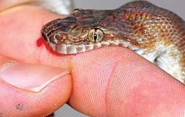 सर्पदंश | काळजी आणि उपचार