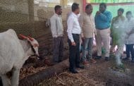 सांगली । जनावरांमधील लम्पी चर्मरोगाच्या नियंत्रणासाठी प्रशासन सज्ज