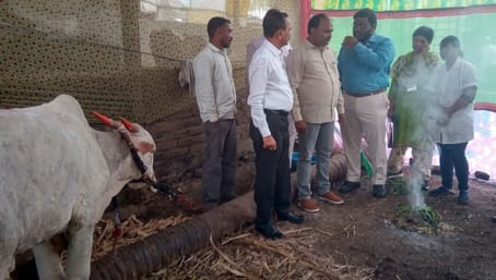 सांगली । जनावरांमधील लम्पी चर्मरोगाच्या नियंत्रणासाठी प्रशासन सज्ज