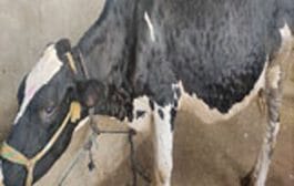 लम्पी चर्मरोग | खबरदारी, लसीकरण, वेळीच औषधोपचार हाच उपाय