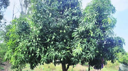 सोलापूर पीक पद्धती बदलतेय; आंबा लागवडीकडे कल