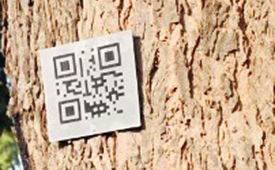 आता वृक्षच बोलणार ! देणार स्वत:बद्दलची माहिती