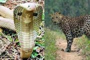 कृष्णा काठाला सापानंतर आता बिबट्याची भीती