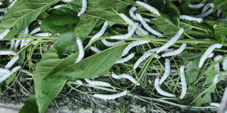 रेशीम शेती : आर्थिक उन्नतीचा शाश्वत मार्ग