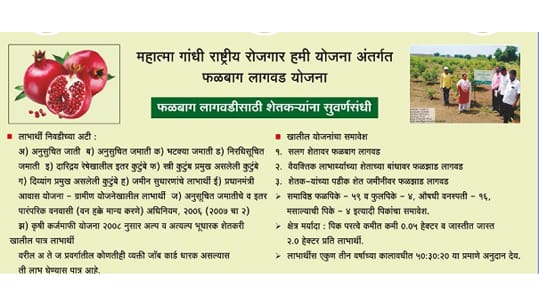 महात्मा गांधी राष्ट्रीय ग्रामीण रोजगार हमी योजनेंतर्गत फळबाग लागवड योजना