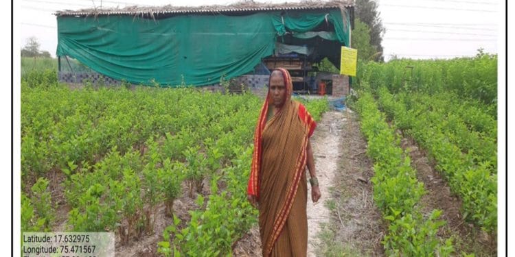 गायकवाड कुटुंबाला रेशीमशेतीतून मिळाला रोजगार आणि कीटकसंगोपन गृहासाठी अनुदान !