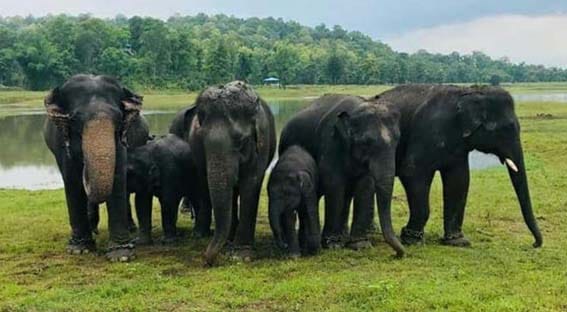 व्याघ्रप्रकल्पाच्या धर्तीवर राज्यात हत्तीप्रकल्प राबविणार