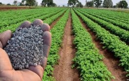 शेतकऱ्यांना दिलासा ! खतांच्या किंमतीत कोणतीही वाढ न करण्याचा केंद्रीय मंत्रिमंडळाचा निर्णय