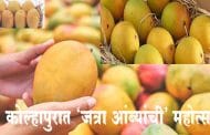 कोल्हापुरात ‘जत्रा आंब्यांची’ महोत्सव : प्रदर्शनामध्ये आंब्यांच्या विविध 52 जाती