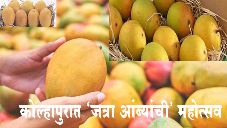 कोल्हापुरात ‘जत्रा आंब्यांची’ महोत्सव : प्रदर्शनामध्ये आंब्यांच्या विविध 52 जाती