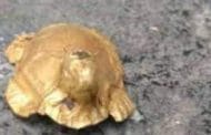 महादेवाच्या पिंडीखाली सापडलं सातशे वर्षापूर्वीचे सोन्याचे कासव