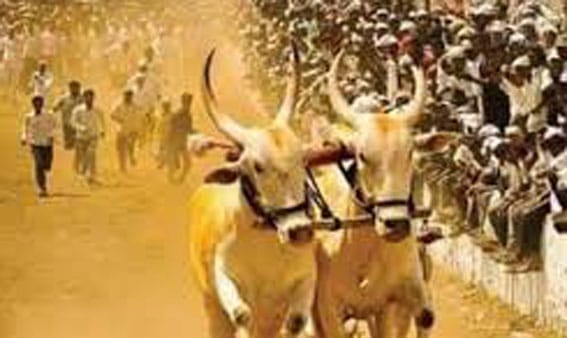 सर्वोच्च न्यायालयाचा मोठा निर्णय, बैलगाडा शर्यतीला दिली परवानगी !