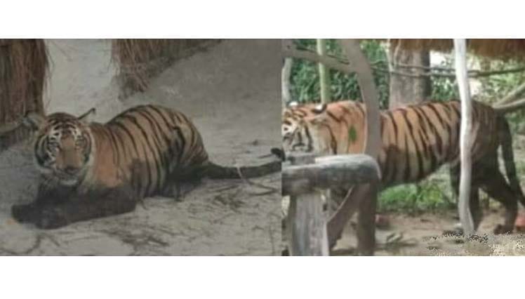 वाघिणी घरात घुसली...लोक छतावर,दहशतीत घालवली रात्र !