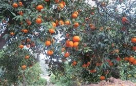 ऑनलाईन अर्ज करा, फलोत्पादनासाठी निधी मिळवा