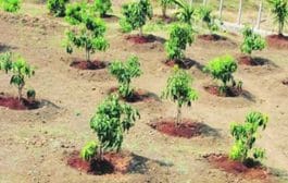 बहे रामलिंग बेटावर होणार 2 हजार वृक्षांची लागवड !