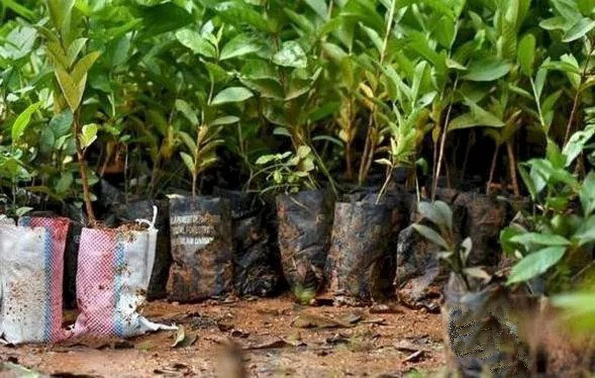 सातारा । वन महोत्सवात सवलतीच्या दरात रोप विक्री