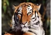 जगातील 75 टक्के वाघ भारतात; वाघांची सर्वाधिक संख्या मध्य प्रदेशात