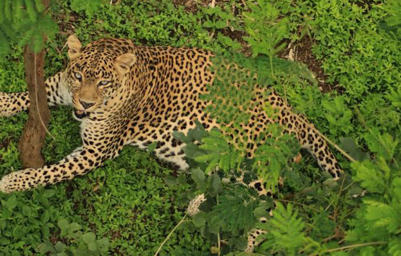 मानव-बिबट संघर्ष टाळण्यासाठी होणार अत्याधुनिक तंत्रज्ञानाचा वापर