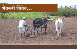राज्यात 100 टक्के पेरण्या होणार का? कृषी आयुक्त म्हणाले…तर पेरणीच्या कामाला वेग