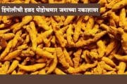हिंगोलीची हळद जाणार सातासमुद्रापार