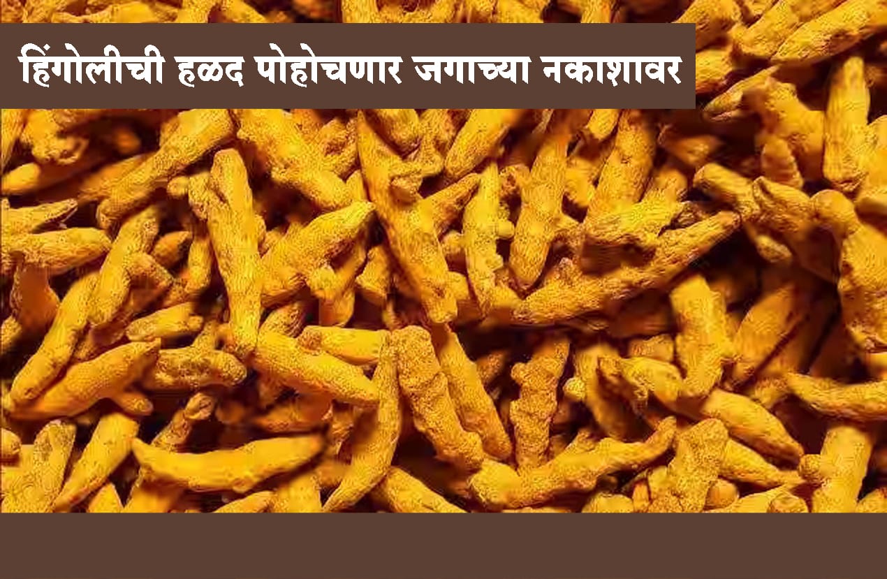 हिंगोलीची हळद जाणार सातासमुद्रापार