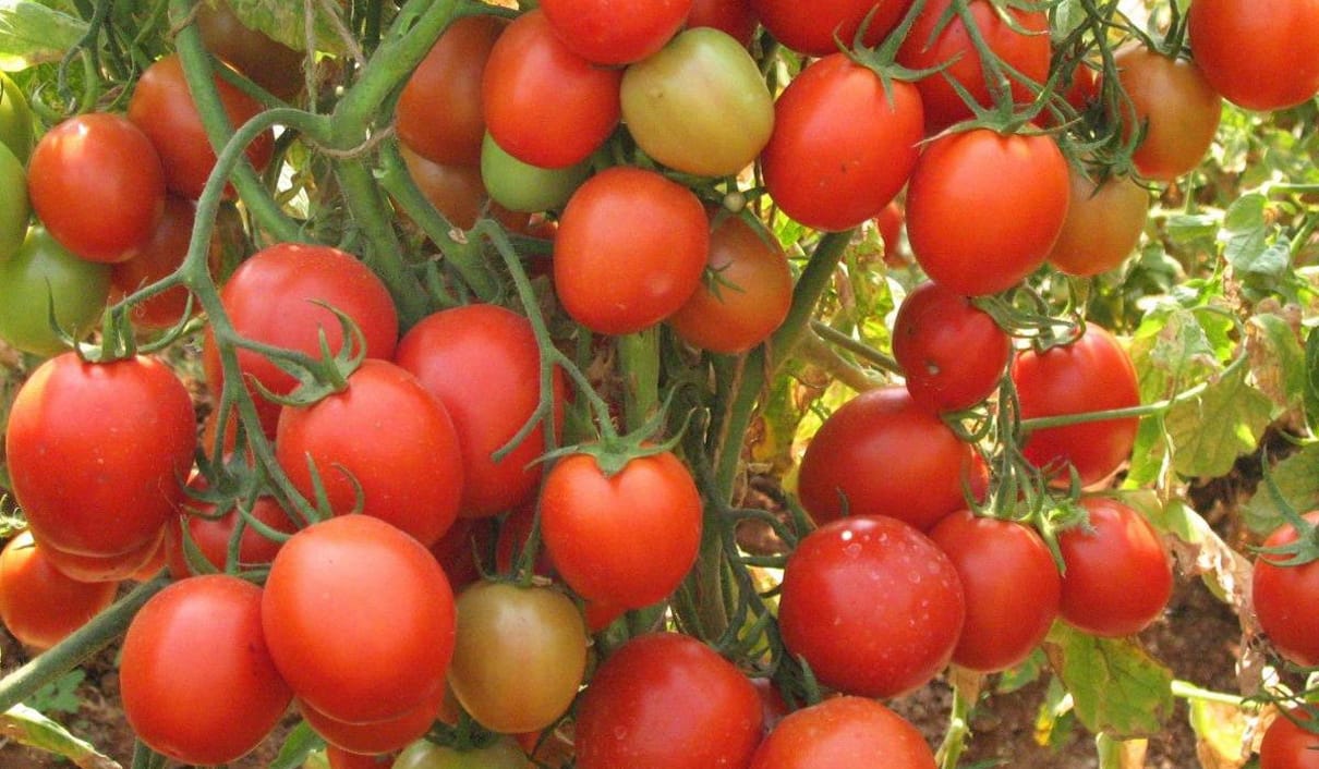 टोमॅटोवरील रोग व किडीचे एकात्मिक व्यवस्थापन