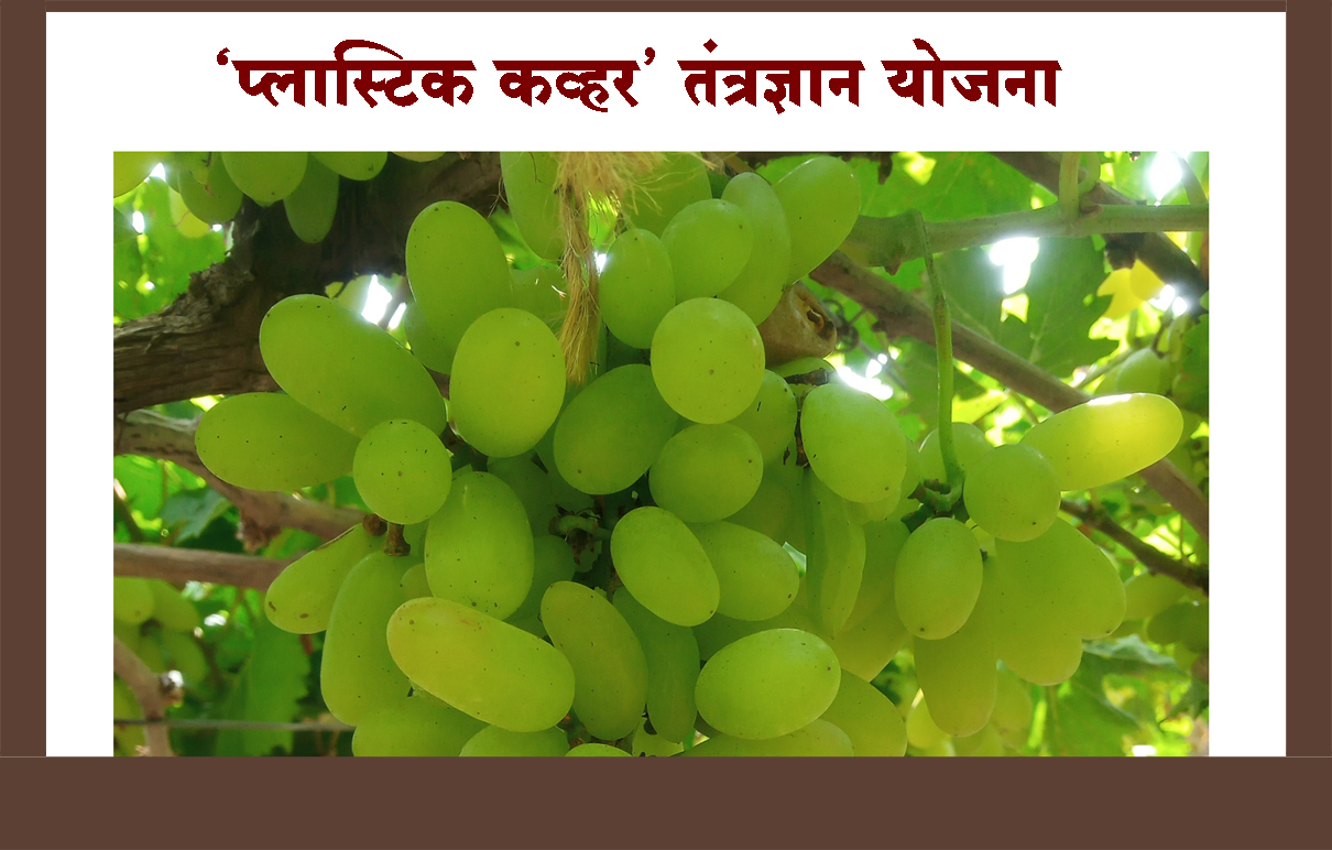 द्राक्षबागांच्या संरक्षणासाठी ‘प्लास्टिक कव्हर’ तंत्रज्ञान योजना; शेतकऱ्यांनो असा करा अर्ज