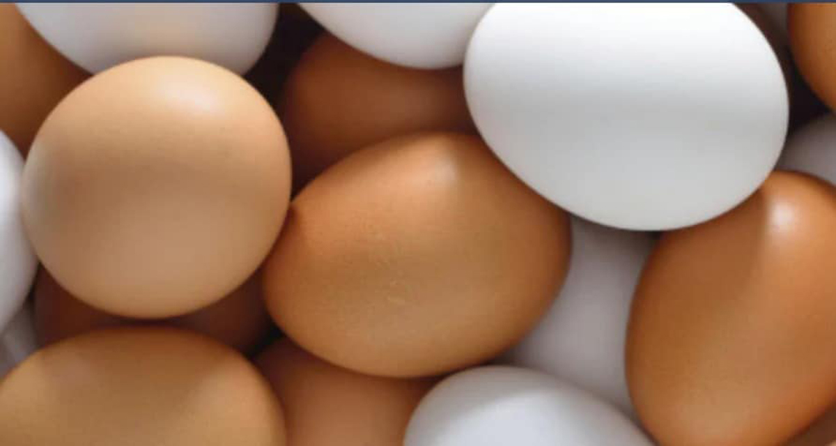 ‘जागतिक अंडी दिन’ : निरोगी भविष्यासाठी अंडी