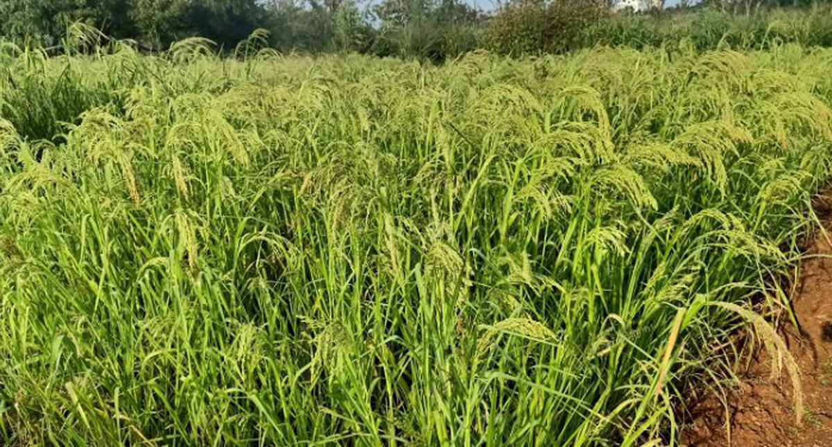 हिमोग्लोबिन वाढविण्यासाठी उपयुक्त वरई