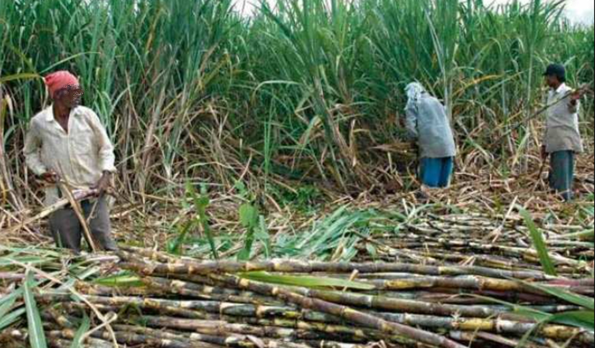 राज्याचा ऊस गाळप हंगाम 1 नोव्हेंबरपासून सुरु होणार